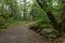 Small uphill walking path in the forest..