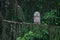 Small Ural owl, Strix uralensis, fluffy chick in boreal forest. Estonian nature.