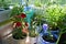 Small urban botanical garden on the balcony.