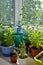 Small urban botanical garden on the balcony. Many different plants