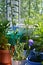 Small urban botanical garden on the balcony. Many different plants grow in flower pots and containers