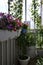 Small urban garden on the balcony with blooming pelargonium, climbed cobaea and tomatoes