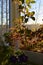 Small urban garden balcony with cobaea and petunia on dawn light. Morning in october