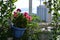 Small urban garden on the balcony. Pink pelargonium grows in pot on the background of city panorama