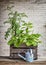 A small urban vegetable garden