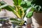 A small Varigated Rubber Tree Ficus Elastica Variegata sits in a white pot on a desk decorating a home office