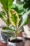 A small Varigated Rubber Tree Ficus Elastica Variegata sits in a white pot on a desk decorating a home office