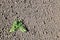 Small various stones, sand, soil with grass used as a background and base. A little green plants growing in the garden.