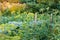 Small vegetable garden in summer evening