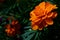 Small velvet orange flower with dew drops close-up