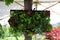 Small vertical garden