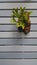 Small Vertical garden with wooden background.