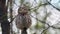 A small and very cute bird the little owl Athene noctua, owl of Athena or owl of Minerva, perching on a tree twig and looking to