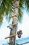 Small vessels with ropes made from coconut shells hangs on palm tree