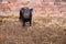 A small Vietnamese mini pig in front of brick wall of pig pen