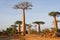 Small village in the alley of Baobabs, Madagascar