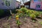 A small village house and tulips in a flowerbed near it