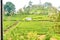 Small village housing tea plantation workers in nuwara eliya district, central province, sri Lanka, south asia