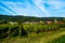 A small village surrounded by vineyards near Riquewhir, Alsace, France