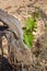 A small vine branch that leaves the trunk of a vineyard