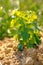 Small vine plant in sunny countryside.