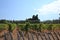 Small vineyard on Saint Honorat island