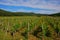 Small Vineyard in Vrbnik Croatia