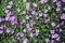 Small violet blossoming flowers making background