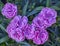 Small violet carnation flowers bunch