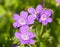 Small violet flowers