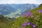 Small violet flowers from Alps,