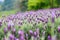 Small violet flowers in the flower field