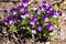 Small violet flowers growing on the ground. Side view