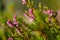 Small, violett forest flowers in afternoon light