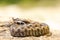 Small Vipera ammodytes on a stone