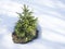 Small vivid green young spruce tree in the white snow in winter sunny day