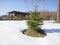 Small vivid green young spruce tree in the white snow in winter sunny day on garden with wooden gazebo alcove or pergola