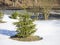 Small vivid green young spruce tree in the white snow in winter sunny day with wooden fence in background. Winter