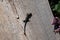 Small Viviparous lizard (Zootoca vivipara) on a wooden boardwalk