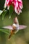 Small Volcano Hummingbird