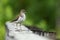 A small wader Common sandpiper, Actitis hypoleucos standing on a wooden handrail