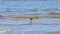 Small wader shorebird Little stint or Calidris minuta at sea shoreline, selective focus, shallow DOF