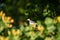 small wagtail bird on the roof