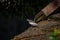 small wagtail bird on the roof