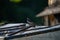 small wagtail bird on the roof