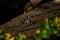 small wagtail bird on the roof