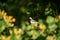 small wagtail bird on the roof