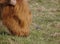 Small wagtail standing in front of a huge grazing highland cow