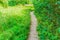 Small walking path in a green forest landscape