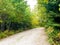 A small walking path through the woods